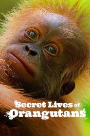 Secret Lives of Orangutans (2024...